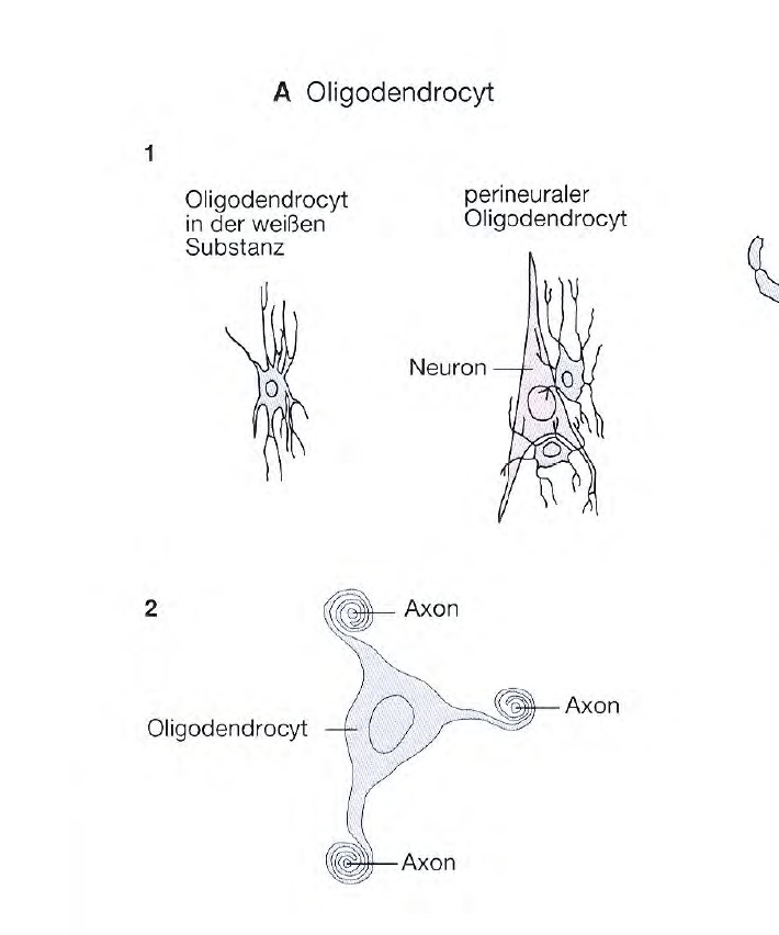 gliazellenwas-sind-oligodendrocyten-02-gesundheitspsy-bio-grundlagen