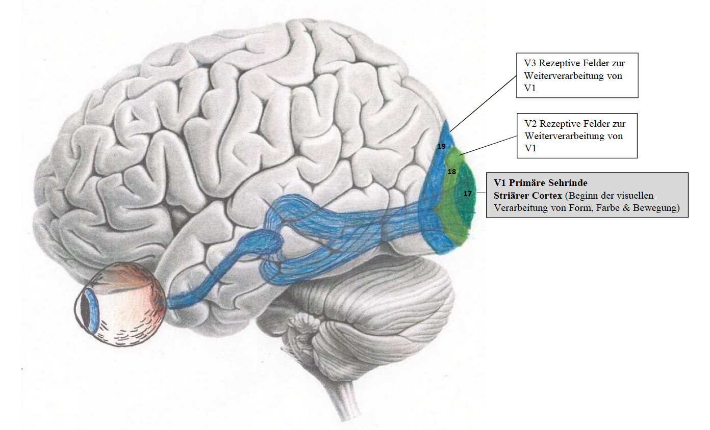 Primäre Sehrinde - Striärer Cortex | 08_NeuroTh_Visuelle Wahrnehmung ...