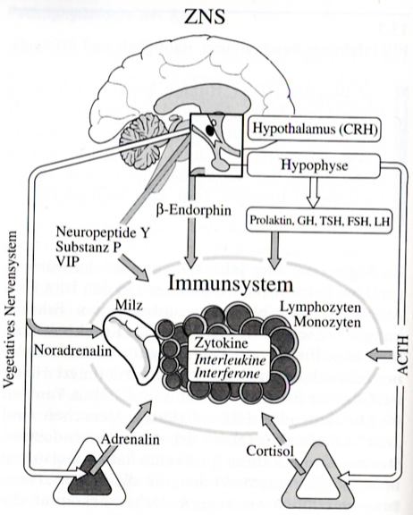 Hypothalamus Hypophysen Achse acth