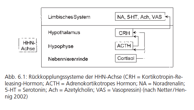 Hypothalamus Hypophysen Achse acth